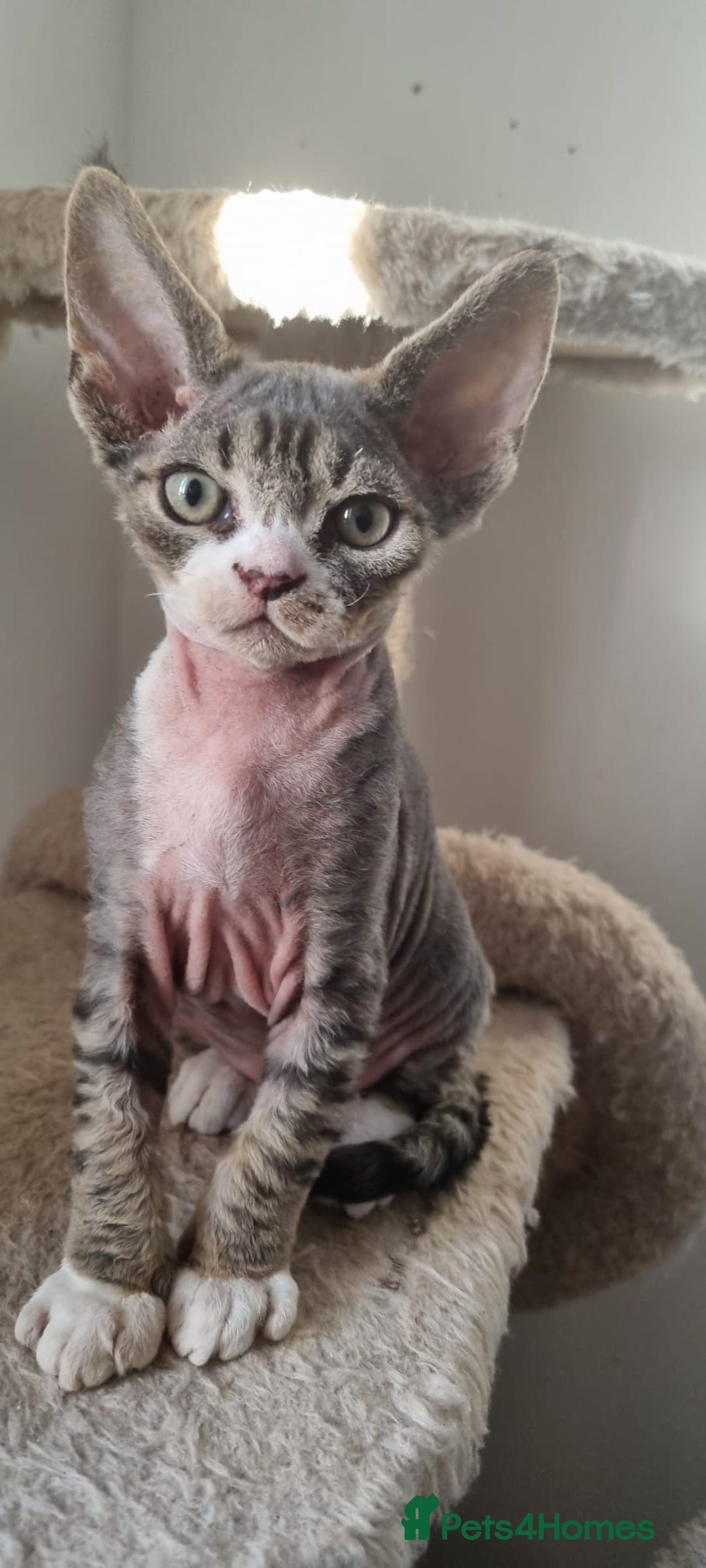 Devon Rex cats for sale: Three lovely brothers and sister - Advert 19