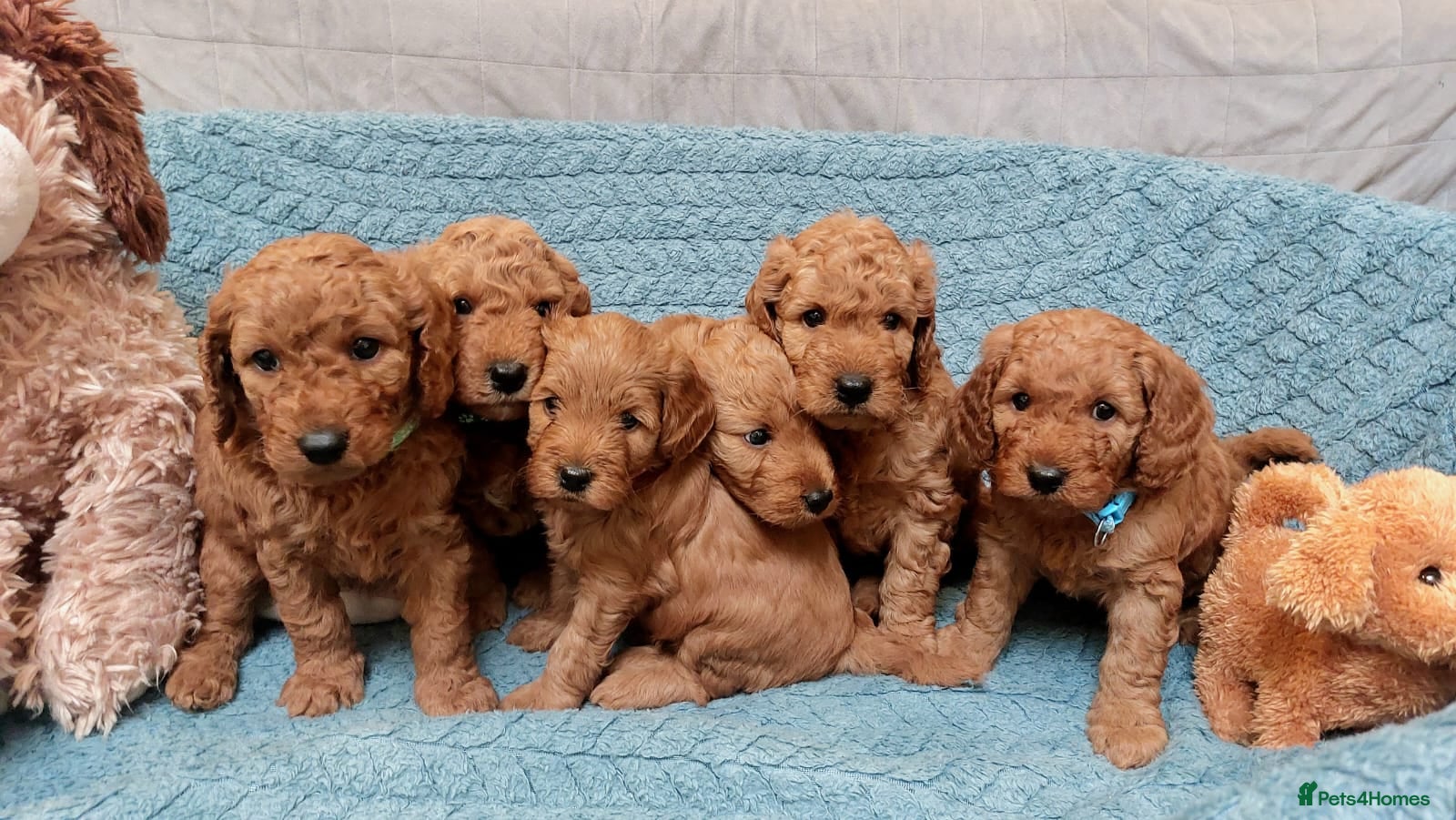 Cockapoo dogs Happy healthy cockapoo pups F1B DNA tested parents - Advert 5