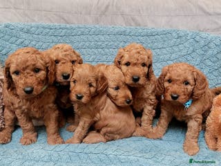 Cockapoo dogs Happy healthy cockapoo pups F1B DNA tested parents - Advert 4