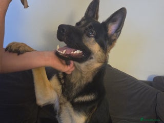 German Shepherd dogs Hansel - Advert 12