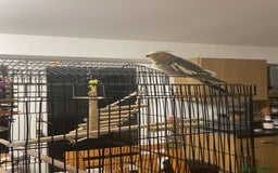 Cockatiels birds for sale: Cockateil with cage  - Image 4