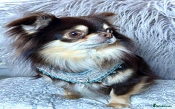 Chihuahua dogs for sale: CHIHUAHUA PUPPIES 🩵🩵 - Image 11