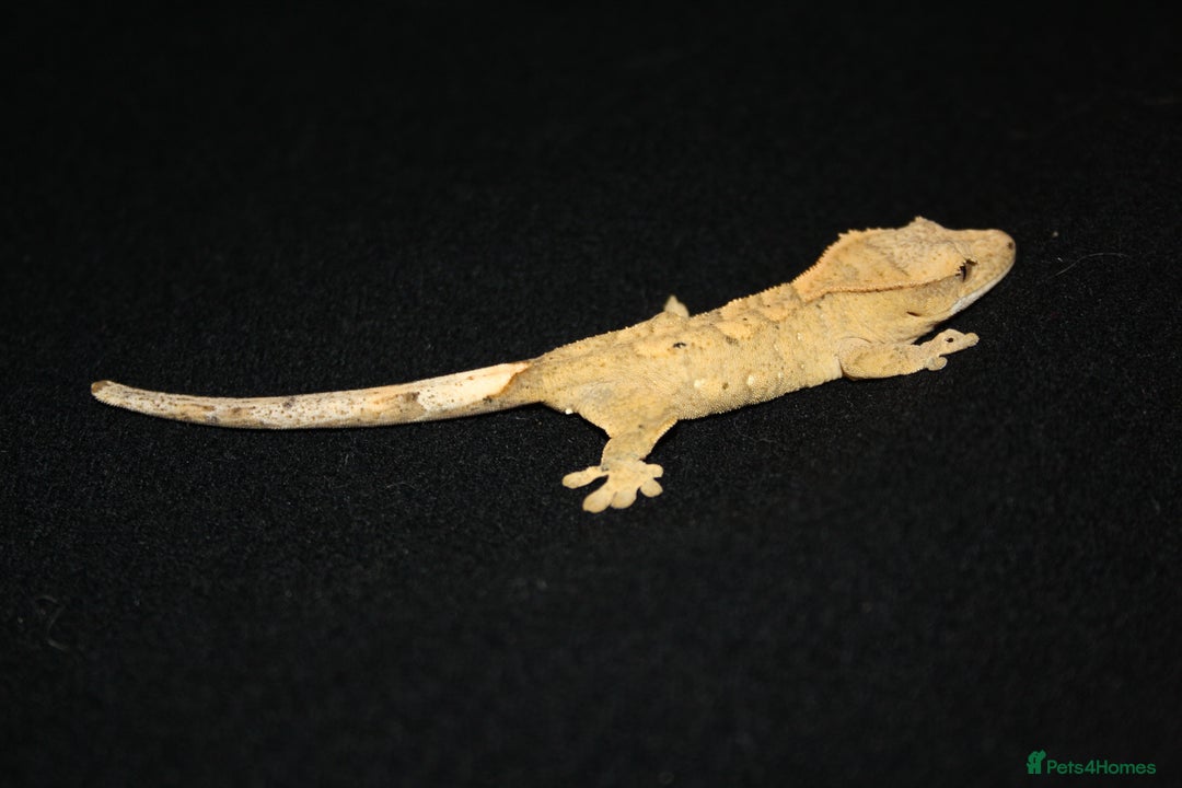 Gecko reptiles for sale: Crested geckos - Image 15