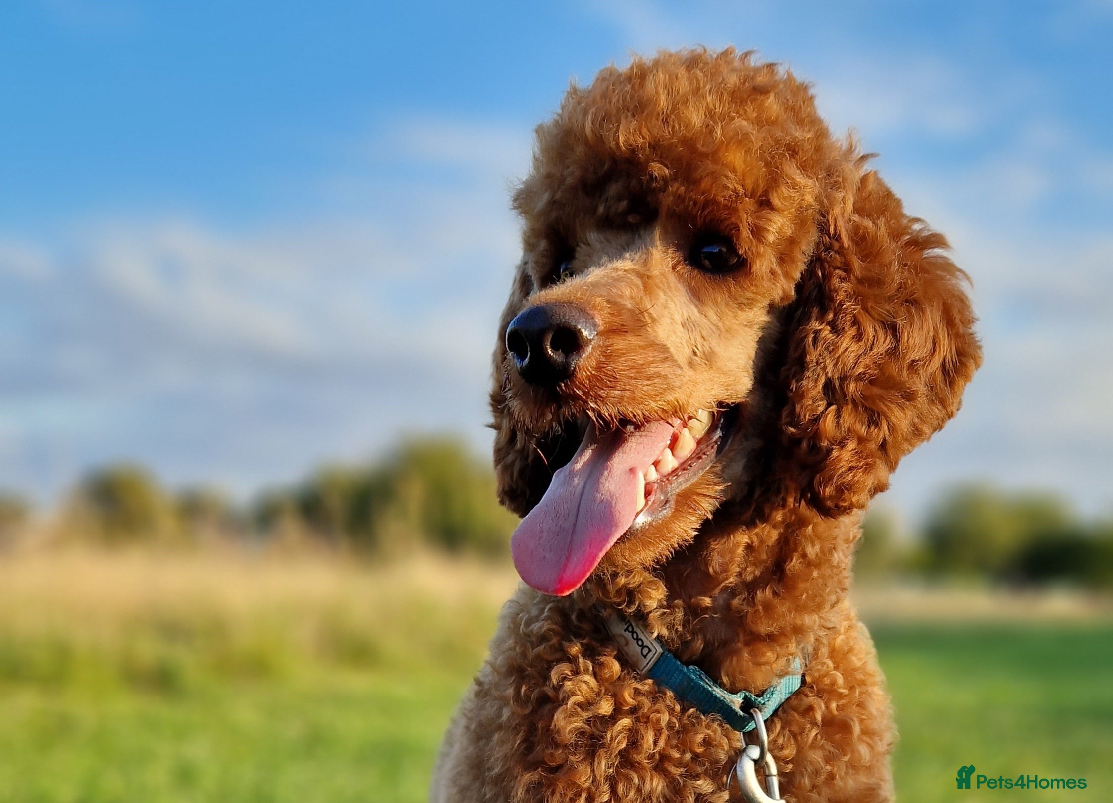Miniature Poodle dogs KC DNA tested proven RED miniature poodle stud in Manchester - Advert 19