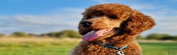 Miniature Poodle dogs for stud: KC DNA tested proven RED miniature poodle stud in Manchester - Advert 1