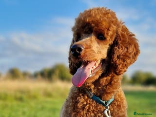 Miniature Poodle dogs KC DNA tested proven RED miniature poodle stud in Manchester - Advert 12