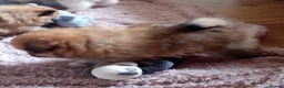 Pomeranian dogs for sale: Pomeranian puppys in Skegness - Advert 5