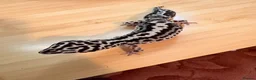 Gecko reptiles for sale: Adult female leopard gecko lavender stripe bold - Advert 2