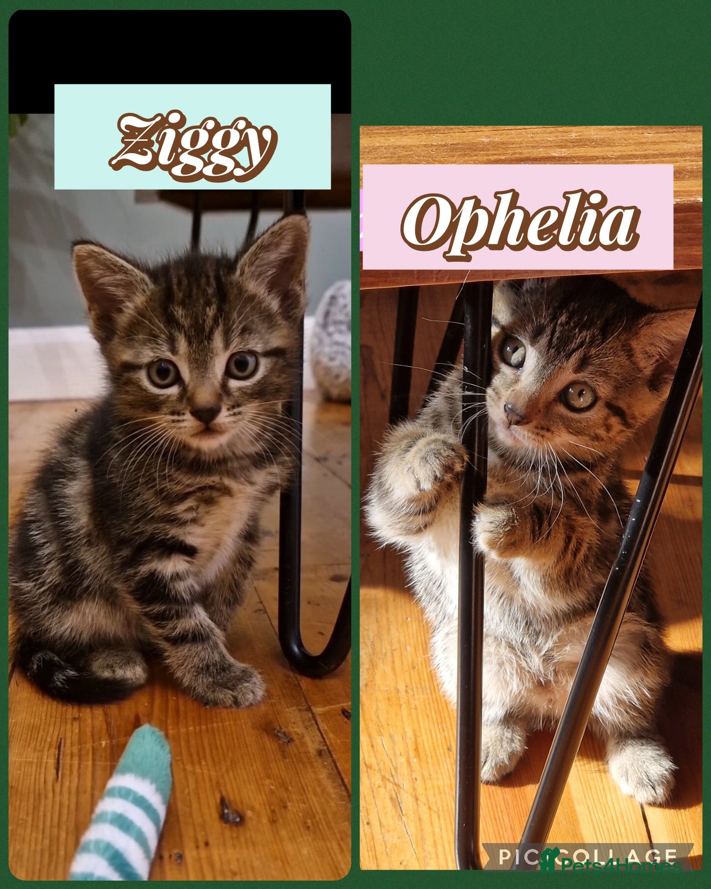 Mixed Breed cats Russian Blue & Bengal Cross kittens - Advert 9