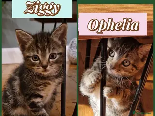 Mixed Breed cats Russian Blue & Bengal Cross kittens - Advert 9