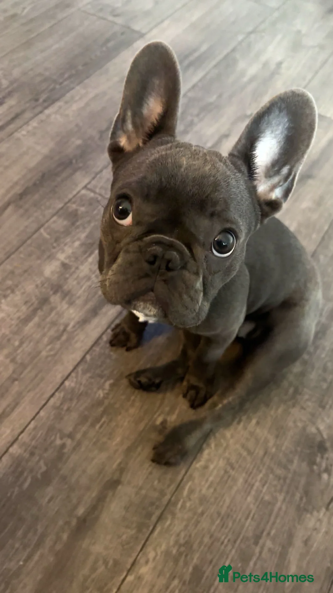 French Bulldog dogs for sale: 5 month old french bulldog - Advert 3