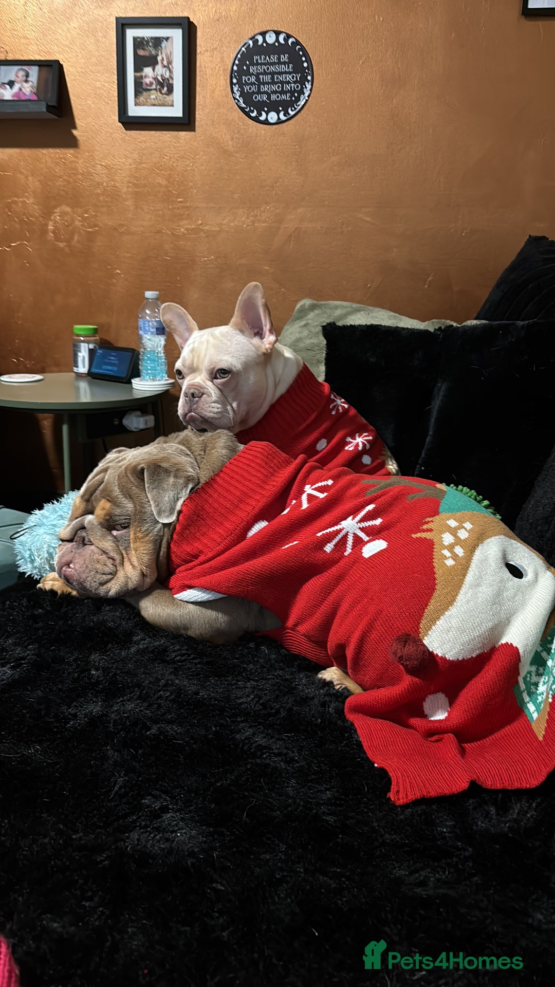 French Bulldog dogs for sale: Platinum French Bulldog, 18 months old - Advert 4