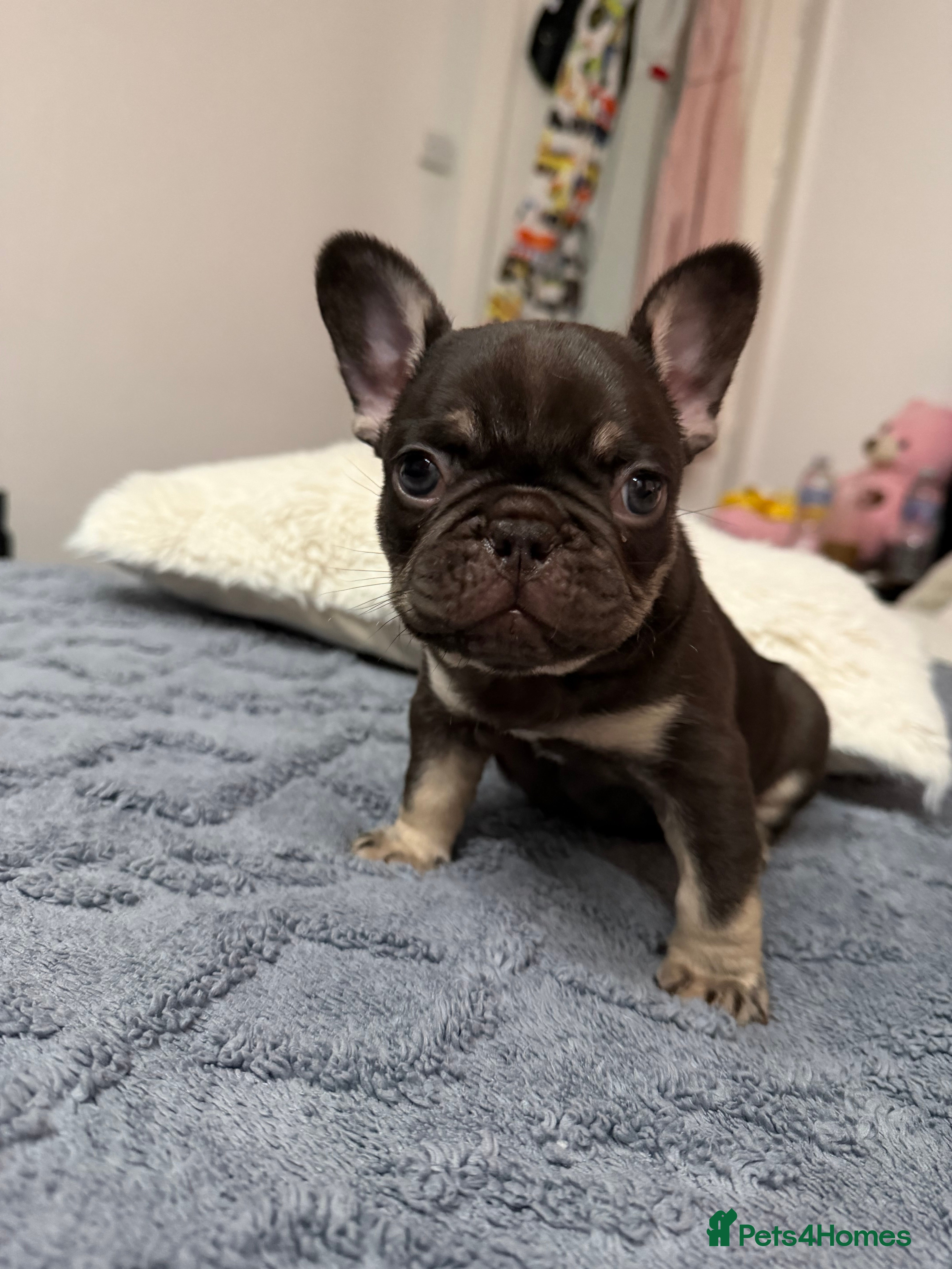 French Bulldog dogs French bulldog  - Advert 2