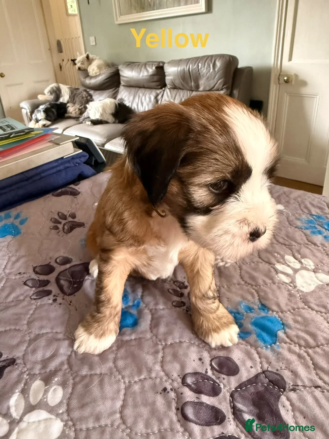 Tibetan Terrier dogs for sale: Gold Sable & White Tibetan Terrier Girl - Advert 9