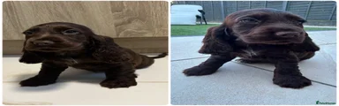 Cocker Spaniel Puppy 4