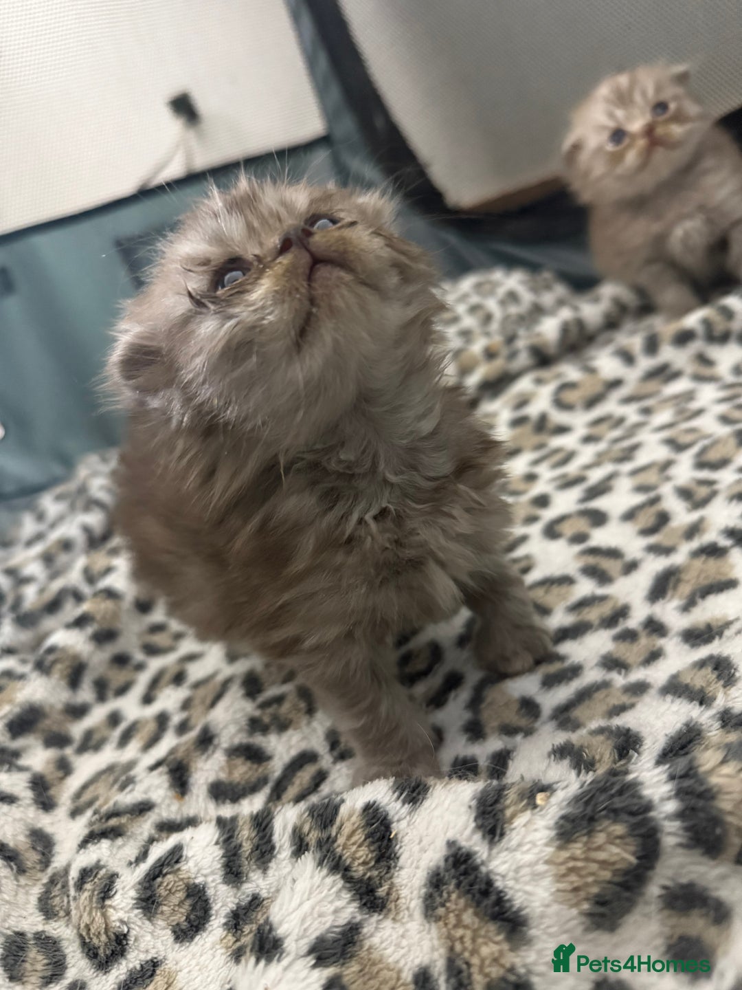 Scottish Fold cats for sale: Stunning Rainbow litter ready for  **   - Advert 27