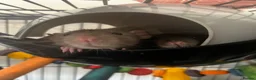 Rat rodents for sale: 4 dumbo rats + cage, food and accessories  in Esher - Advert 2