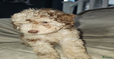 Toy Poodle dogs - Advert 6
