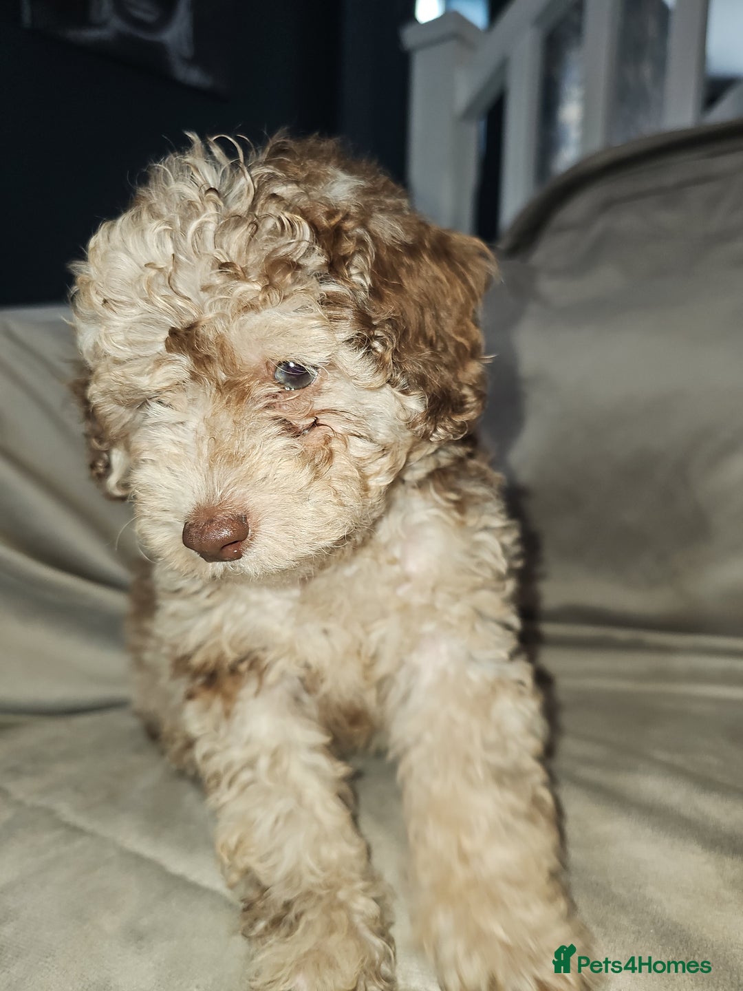 Toy Poodle dogs for sale: Toy poodle  - Image 2