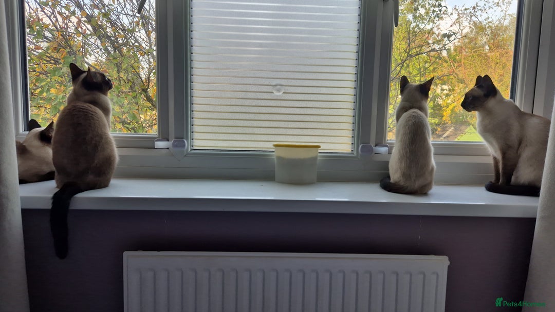 Siamese cats for sale: 1 Seal Point Siamese Kitten GCCF registered  - Image 11