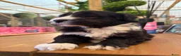 Sheepadoodle dogs for sale: Midi Size Sheepadoodles 20 kilos  - Advert 5