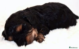 Cavapoo dogs for sale: Extensively Health tested Rare F1 Cavapoos - Image 2