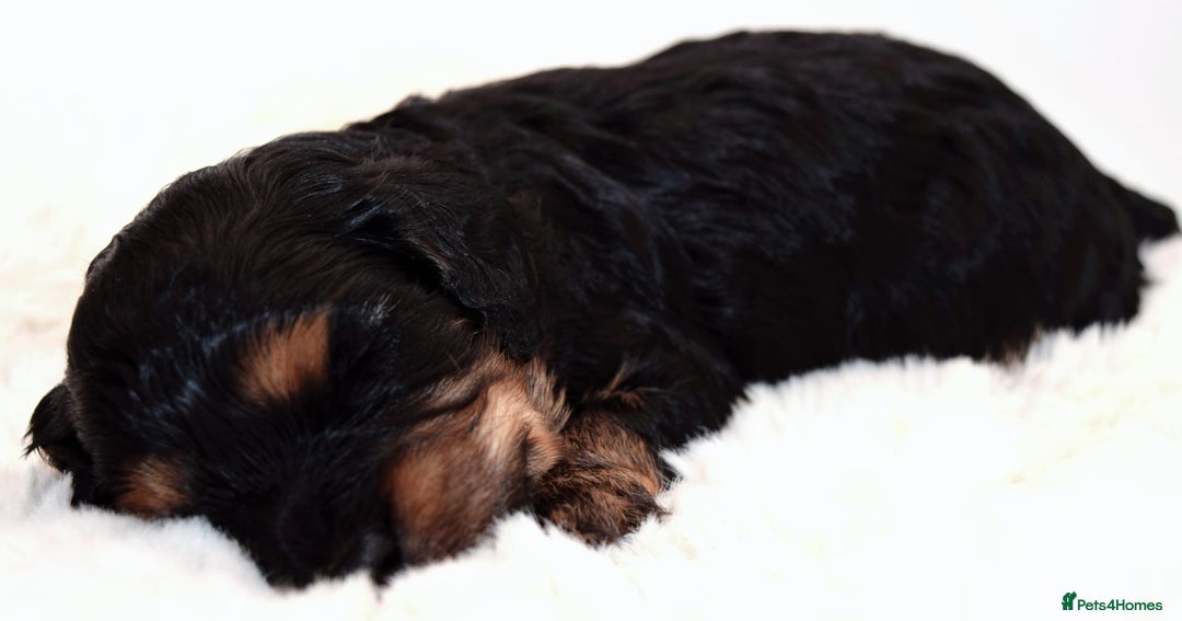 Cavapoo dogs for sale: Extensively Health tested Rare F1 Cavapoos - Image 2
