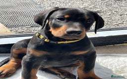 Dobermann dogs for sale: KC REG Fully health tested parents - Image 8
