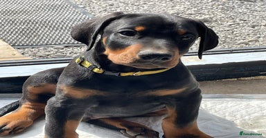Dobermann dogs - Advert 4