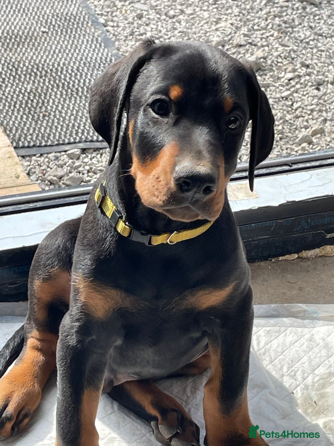 Dobermann dogs for sale: KC REG Fully health tested parents - Image 8