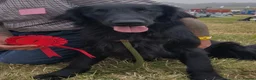 Flat coated Retriever dogs for sale: Beautiful Flat Coated Retriever Puppies in Lairg - Advert 8