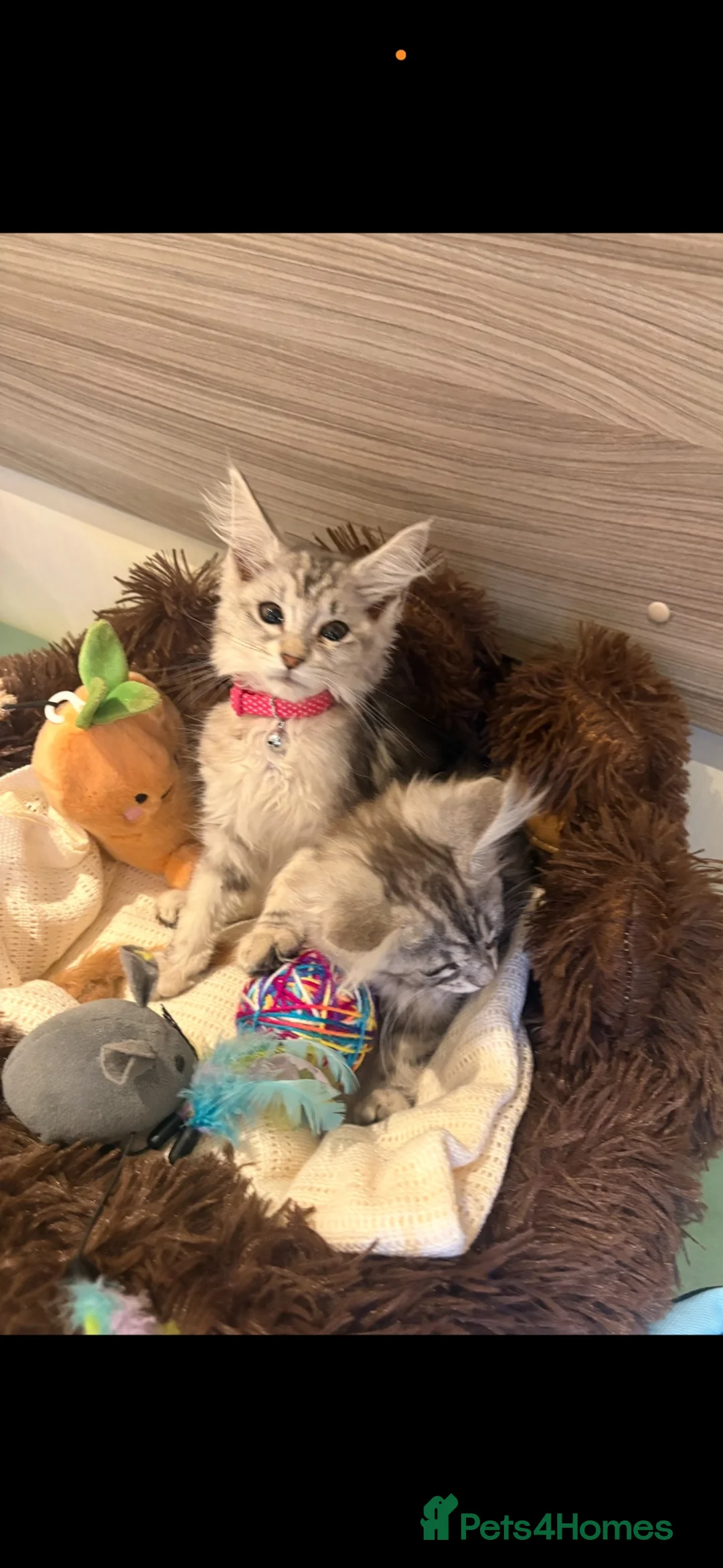 Maine Coon cats for sale: Main coon  in Telford - Advert 2
