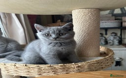 British Shorthair cats for sale: British Shorthair GCCF Registered Kittens  - Image 8