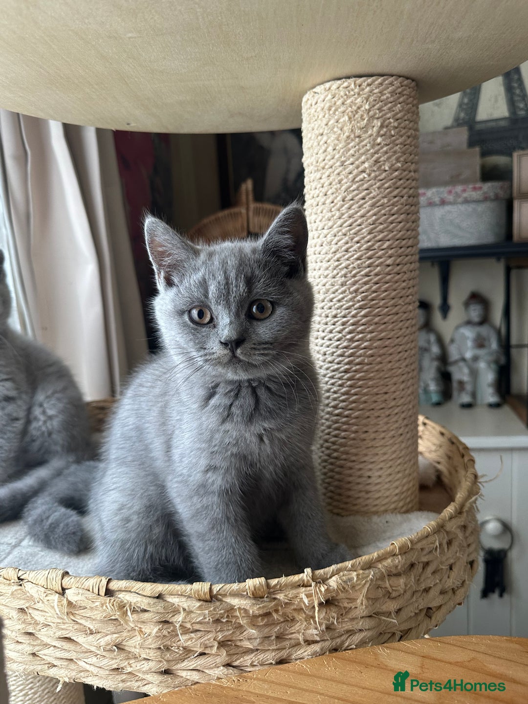 British Shorthair cats for sale: British Shorthair GCCF Registered Kittens  - Image 8