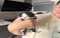 Mixed Breed cats for sale: 2 male kittens  - Image 3