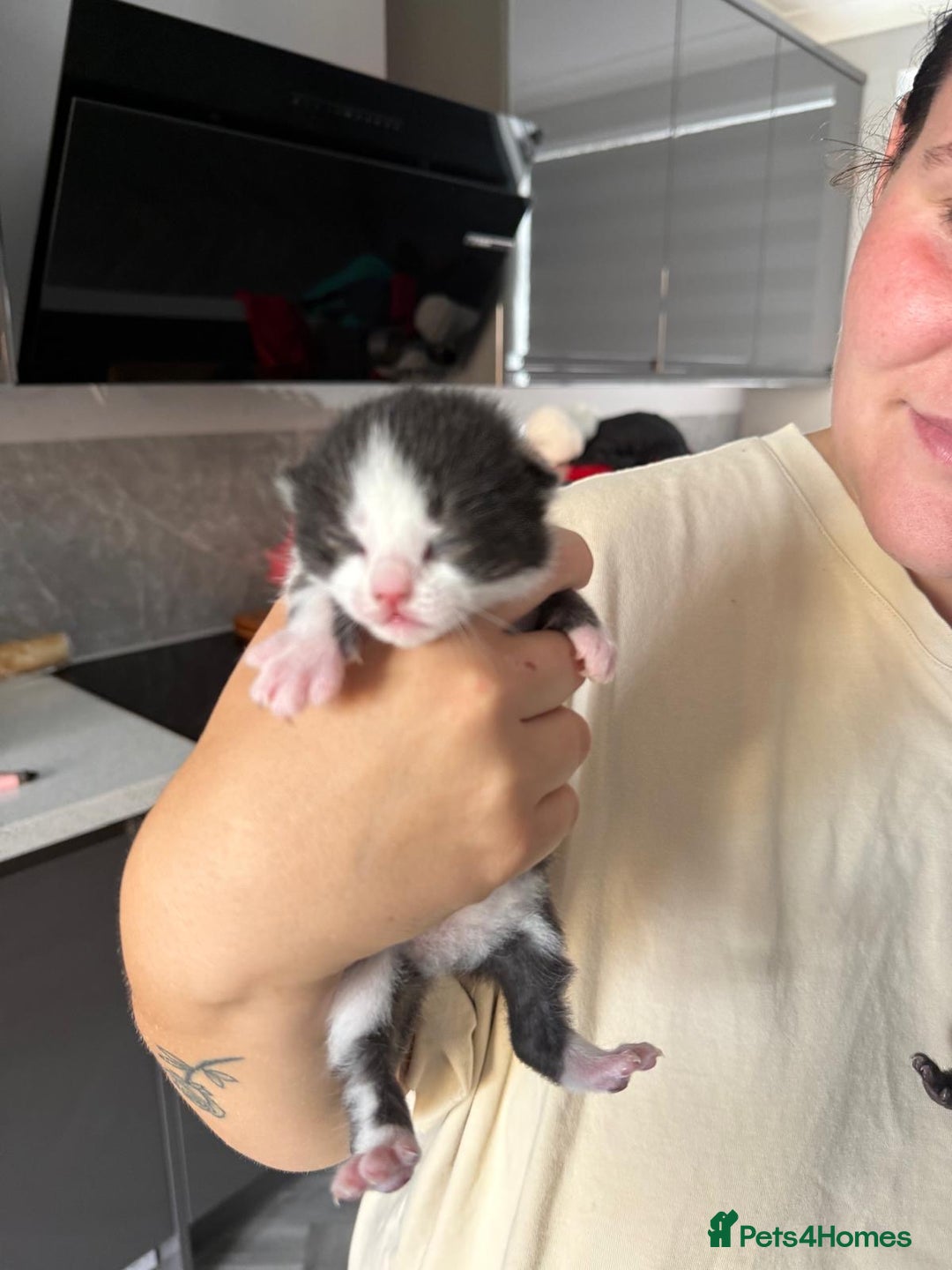 Mixed Breed cats for sale: 2 male kittens  - Image 3