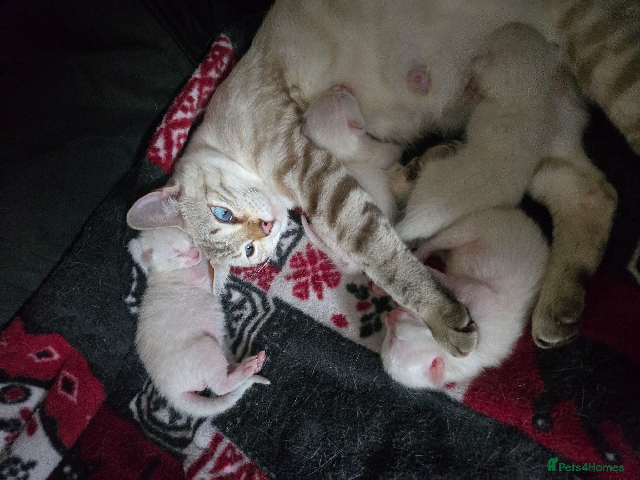 Bengal cats 🌟Stunning pure snow bengal kittens 🎉 - Advert 1