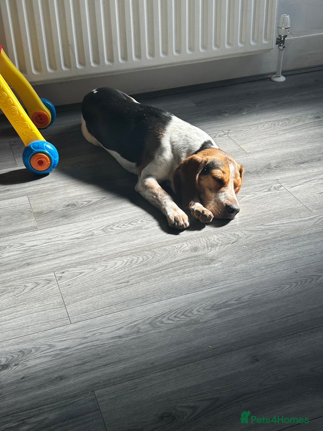 Beagle dogs for sale: Charlie Beagle - Image 12