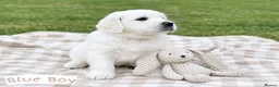 Golden Retriever dogs for sale: Old English Cream ~ Champion lines ~ DNA tested  - Advert 3