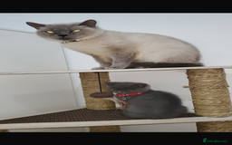 British Shorthair cats for sale: British shorthairs for sale - Advert 1