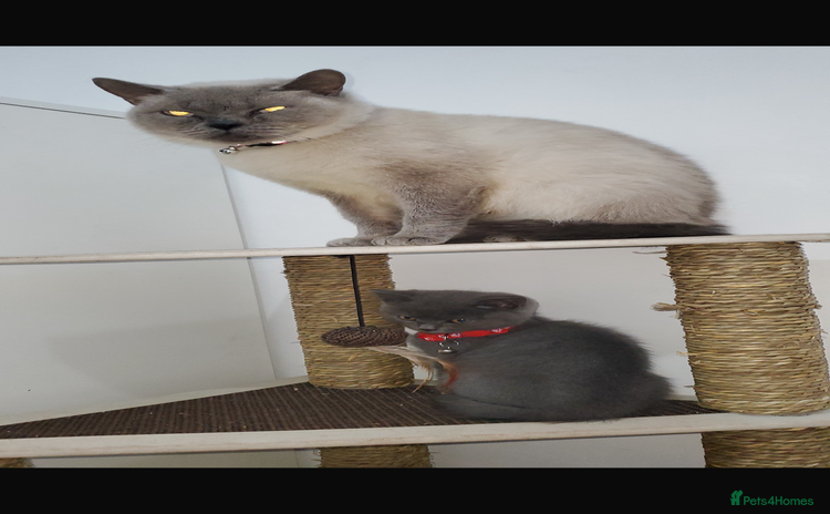 British Shorthair cats British shorthairs for sale - Advert 1