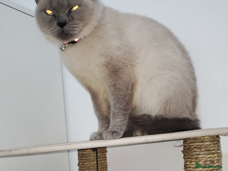 British Shorthair cats British shorthairs for sale - Advert 9