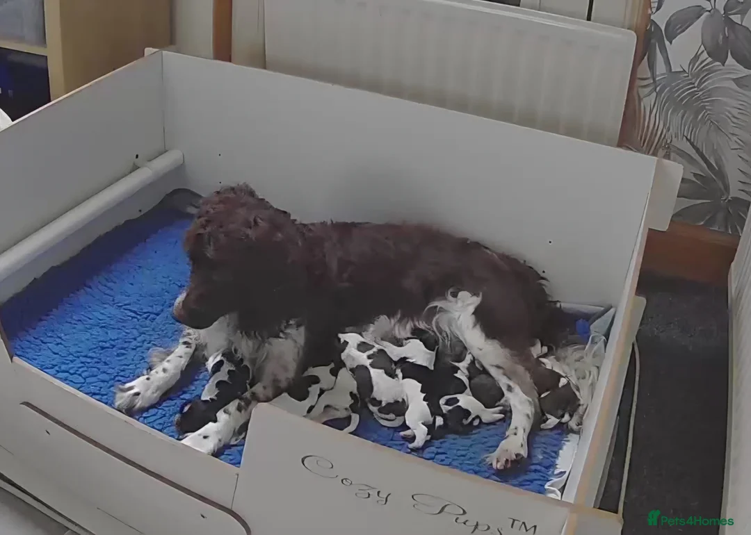 English Springer Spaniel dogs for sale: English Springer Spaniel pups  in Dunoon - Advert 3