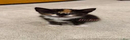 Mixed Breed cats for sale: 6 Mixed breed kittens  - Advert 2