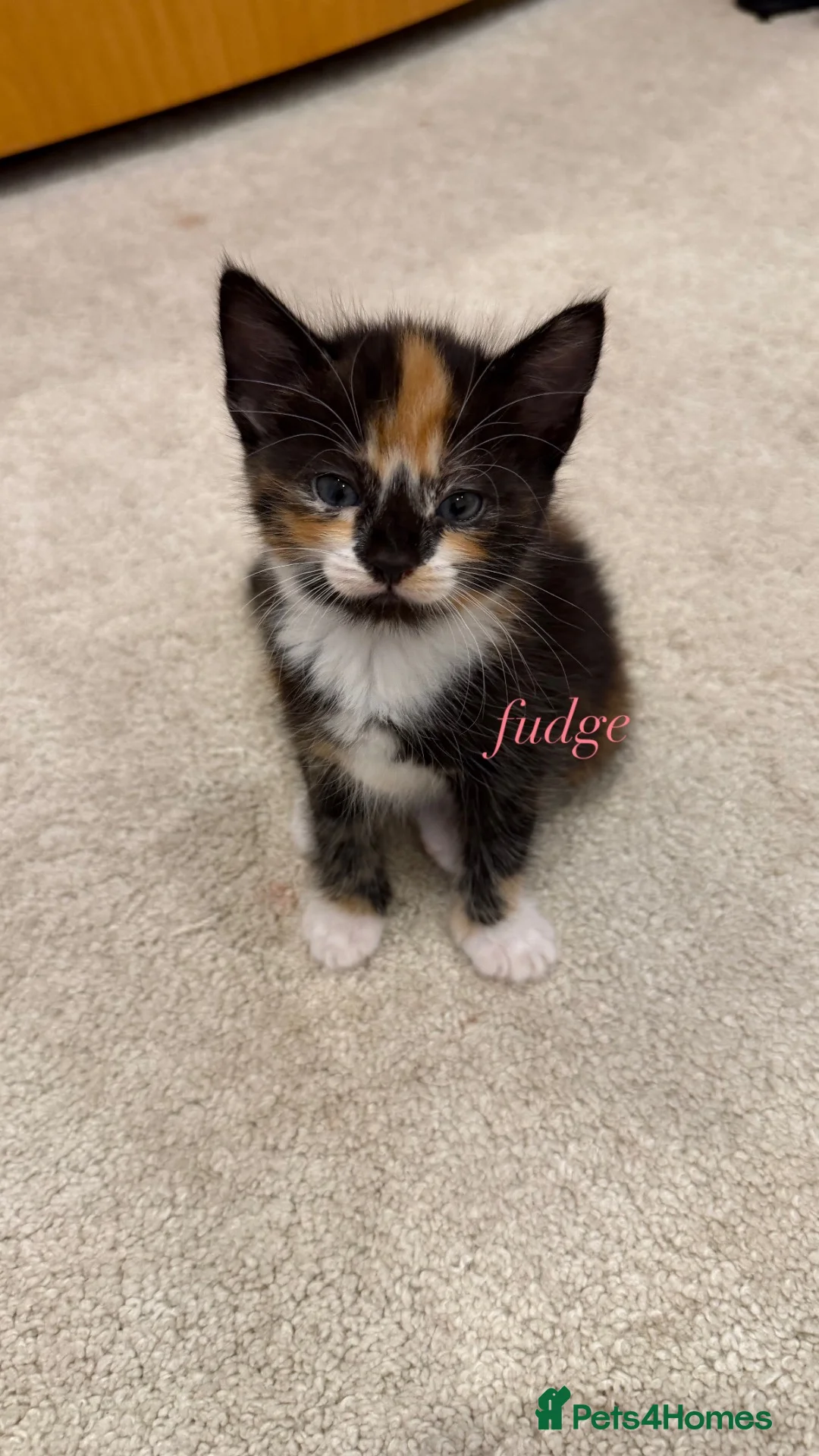 Mixed Breed cats for sale: 6 Mixed breed kittens  - Advert 2