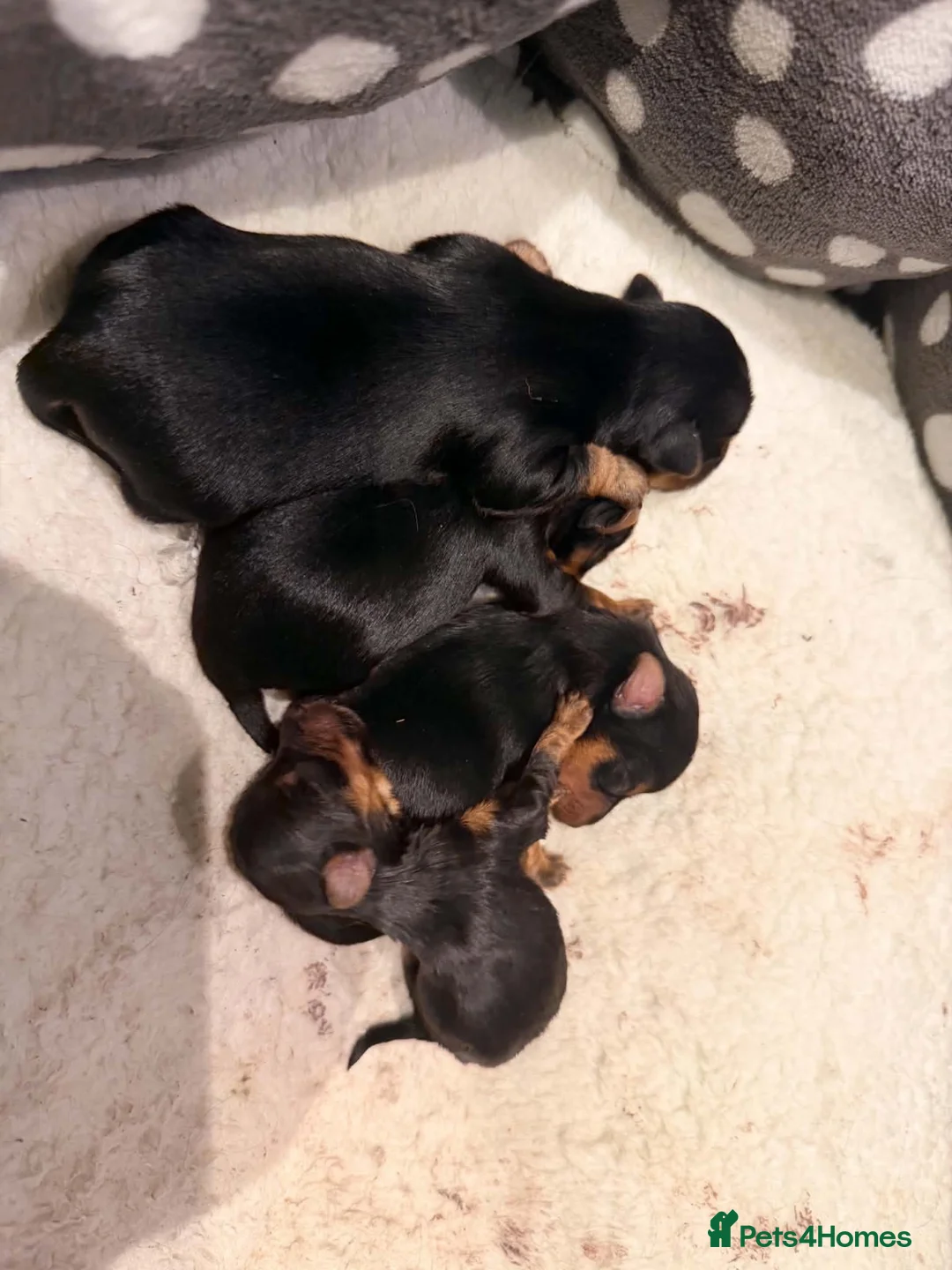 Yorkshire Terrier dogs for stud: For stud - Advert 2