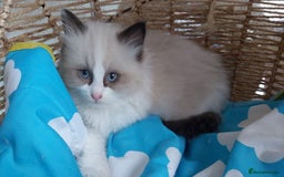 Ragdoll cats for sale: RAGDOLLS BICOLOUR BOY GIRLS BLUE EYES READY NOW  - Advert 17