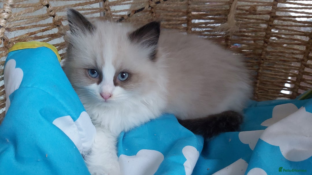 Ragdoll cats for sale: RAGDOLLS BICOLOUR BOY GIRLS BLUE EYES READY NOW  - Advert 17