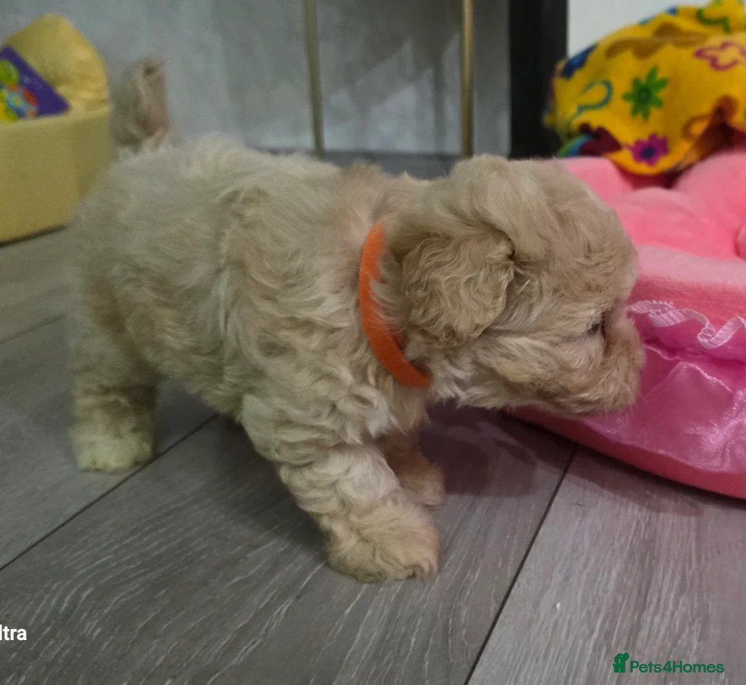 Maltipoo dogs for sale: Maltipoo F1 Toy - Advert 15