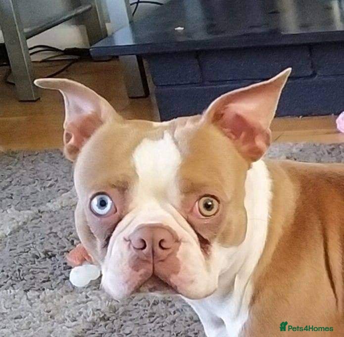 Boston Terrier dogs  stud team blue boy  and lilac boy  health tested in Accrington - Advert 1